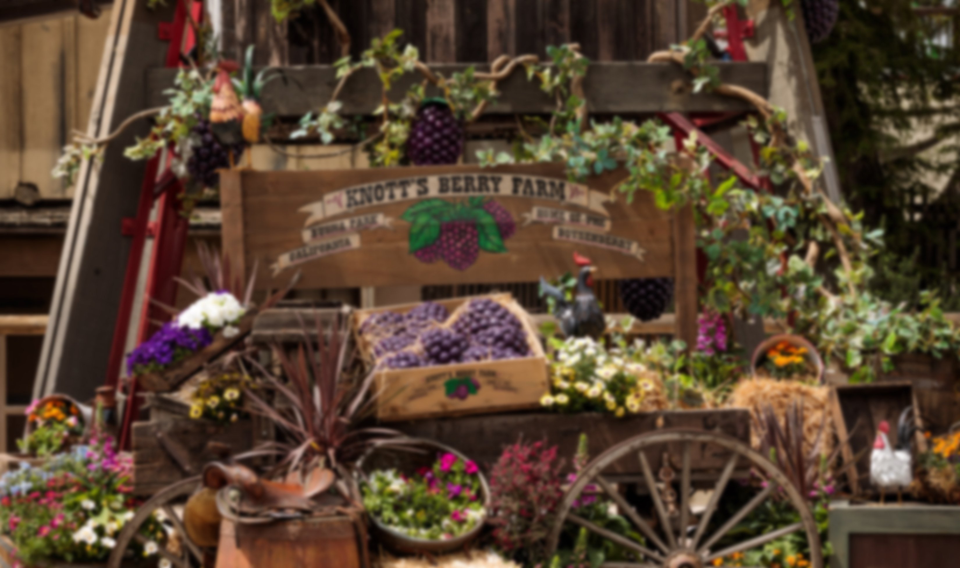 Boysenberry Festival